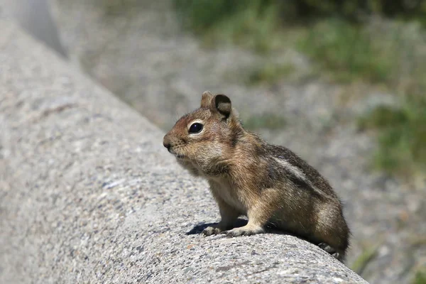 Golden Mantled Ground Squirrel Callospermophilus Lateralis Perched Concrete Parking Boundary — Stock Photo, Image