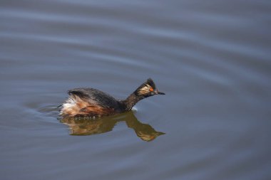 Eared Grebe (podiceps nigricollis) başını ileri uzatarak