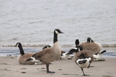 Cackling Goose (branta hutchinsii) standing on a sandy beach