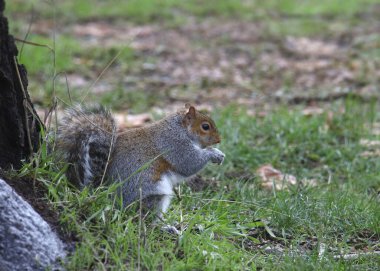 Doğu Gri Sincap (Sciurus carolinensis) kıçının üzerinde oturmuş bir şeyler yiyor.