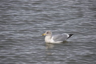Glaucous-winged Gull (üremeyen) (larus glaucescens) okyanusta yüzüyor