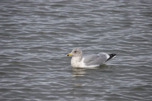 Glaucous Winged Gull Üremeyen Larus Glaucescens Okyanusta Yüzüyor — Stok fotoğraf