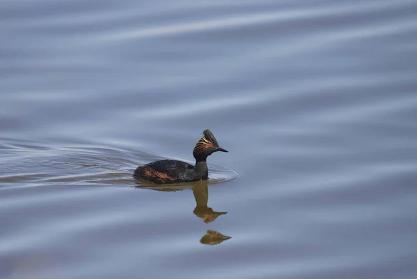 Oared Grebe Podiceps Nigricollis Nadando Uma Lagoa — Fotografia de Stock