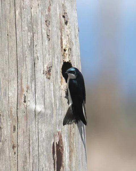 Tree Swallow Tachycineta Bicolor Perched Opening Nest — Stock Photo, Image