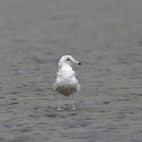 California Gull Second Winter Larus Californicus Standing Sandy Beach — Stock Photo, Image