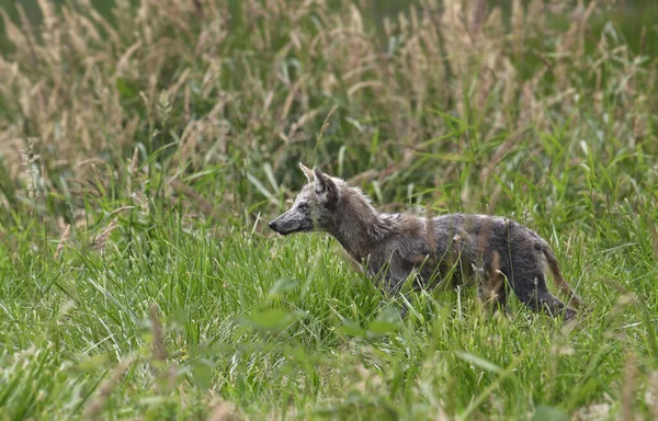Lobo Cinzento Juvenil Canis Lupus Caminhando Através Grama Alta — Fotografia de Stock