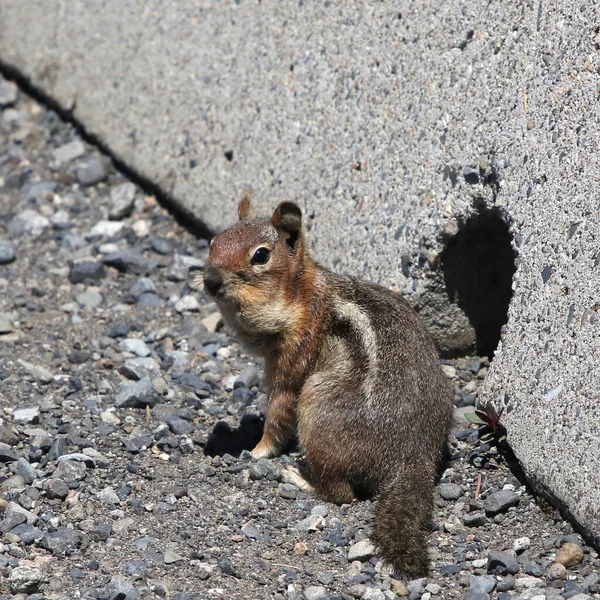 Golden Mantled Ground Squirrel Callospermophilus Lateralis Poised Front Hole Parking — Stock Photo, Image