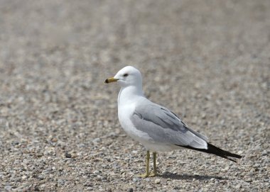 Bir çakıl yolunda duran halka gagalı martı (larus delawarensis)