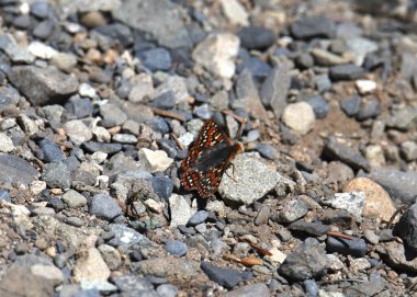 Ediths Checkerspot Kelebeği (euphydryas editha) kayalık zeminde hizalandı