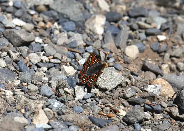 Ediths Checkerspot Butterfly Euphydryas Editha Alighted Rocky Ground — Stock Photo, Image