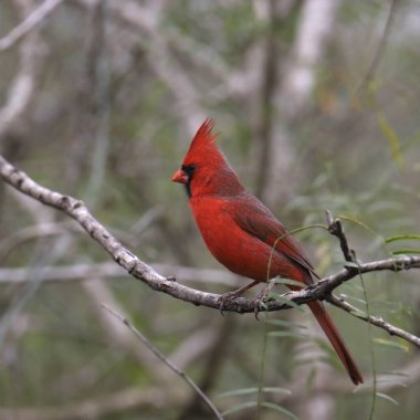 Kuzey Kardinali (erkek) (Cardinalis cardinalis) bir dala tünemiştir