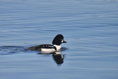 Barrow 'un Altın Gözü (bucephala adlandica) okyanusta yüzüyor