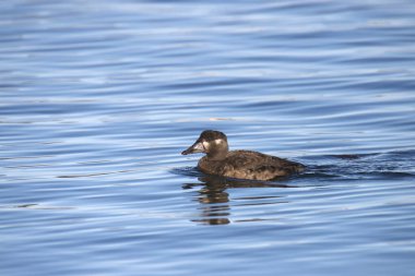 Sörf İskoç (dişi) (melanitta perspicillata) okyanusta yüzüyor