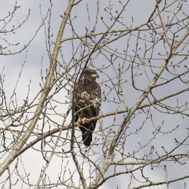 Kel Kartal (olgunlaşmamış) (haliaeetus leucocephalus) yapraksız bir ağaca tünemiştir.