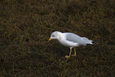 Halka gagalı martı (larus delawarensis) (üreme yoksunluğu) bazı deniz otlarında arama