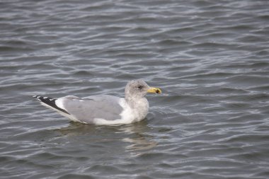 Glaucous-winged Gull (üremeyen) (larus glaucescens) okyanusta yüzer