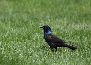 Sık Grackle (quiscalus quiscula) (erkek) kalın bir çimene tünemiş