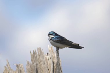 Kırık bir dala tünemiş Ağaç Kırlangıcı (taşisineta bicolor)