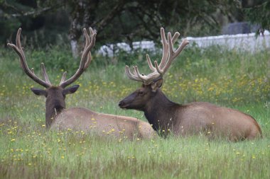İki Rocky Dağ Geyiği (cervus canadensis) çimenli bir çayırda oturuyor