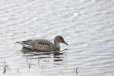 Kuzey Pintail (dişi) (ananas acuta) bir gölette yüzüyor