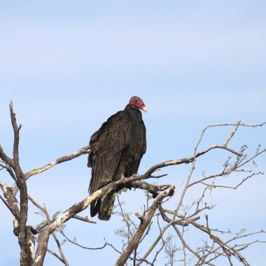 Türkiye Akbabası (katartes aura) çıplak bir ağaca tünedi