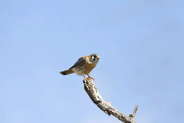 American Kestrel Male Falco Sparverius Perched End Bare Branch — Stock Photo, Image