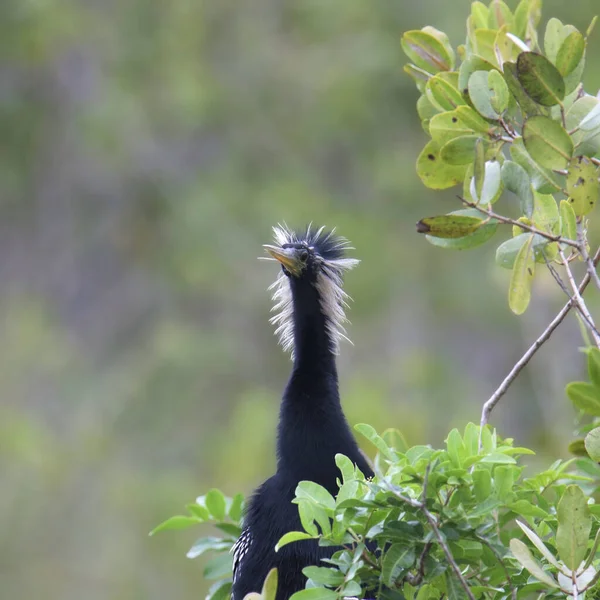 Anhinga (male) with it\'s head feather sticking straight out.
