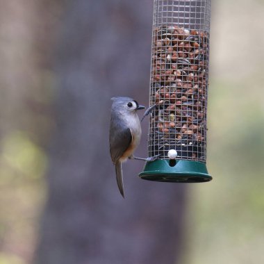Tütsülenmiş Titmouse (baeolophus bicolor) bir silindir kuş besleyicisinden yiyor