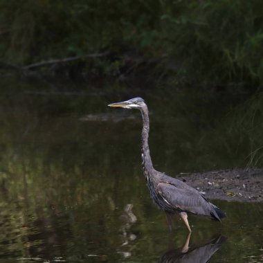 Büyük Mavi Balıkçıl (ardea herodias) sığ sularda duruyor