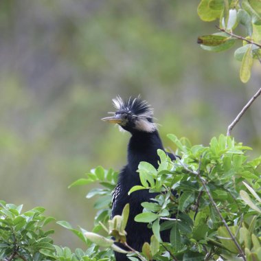 Anmeninga 'nın kafasında tüyler var.