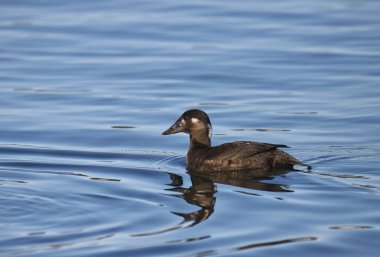 Sörf İskoç (dişi) (melanitta perspicillata) okyanusta yüzüyor