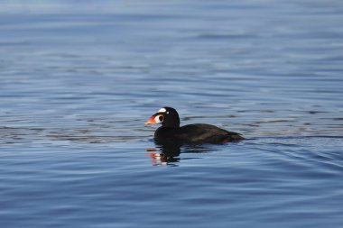 Sörf İskoç (erkek) (melanitta perspicillata) okyanusta yüzüyor