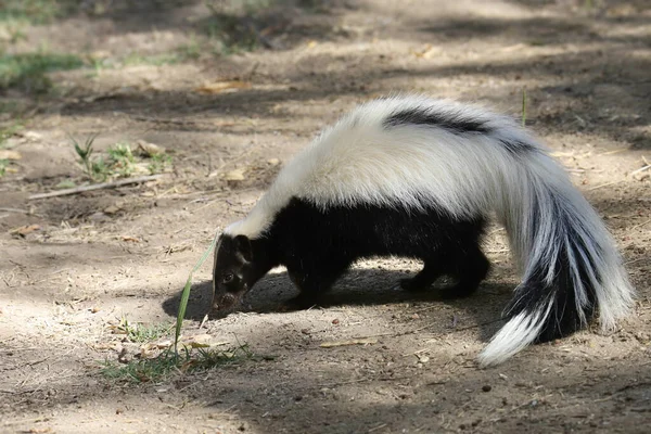 Çizgili Kokarca (mephitis mephitis) yerde arama yapıyor