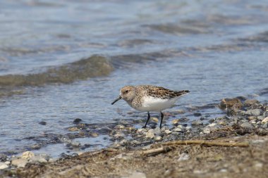Sanderling (calidris alba) bir göletin kenarında arama yapıyor