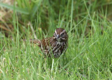 Song Sparrow (melospiza melodisi) uzun bir çimene tünedi.