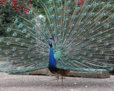 Hint Tavuskuşu (erkek) (pavo cristatus) tüylerini sergiliyor