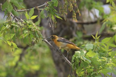 Baltimore Oriole (olgunlaşmamış) (icterus galbula) yapraklı bir ağaca tünemiş.