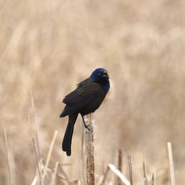 Yaygın Grackle (erkek) (quiscalus quiscula) kuru bir kedi kuyruğuna tünemiştir