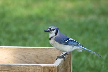 Mavi Jay (siyanocitta cristata) bir platformun kenarına tünemiş.