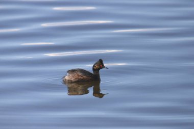 Eared Grebe (podiceps nigricollis) bir gölde yüzüyor