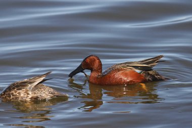 Cinnamon Teal (erkek) (ananas siyanoptera) ve dişi bir Tarçın Teal