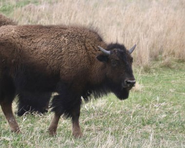 Plains Bison (Bufalo) bir çayırda yürüyor