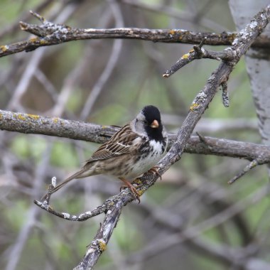 Harris 'in Serçesi (zonotrichia querula) bir ağaca tünedi.
