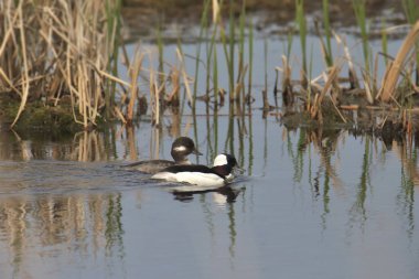 Çimenli bir gölette bir çift Bufflehead (bucephala albeola)