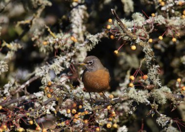 Amerikalı Robin (turdus migratorius) karışık dallara tünemiştir.