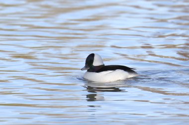 Bufflehead Duck (erkek) (bucephala albeola) bir gölette yüzüyor