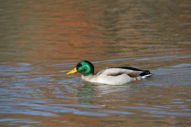 Mallard Duck (erkek) (Ananas platyrhynchos) gölette yüzer