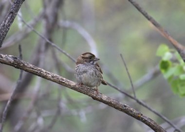 Beyaz - boğazlı bir dal üzerinde tünemiş serçe (zonotrichia albicollis)