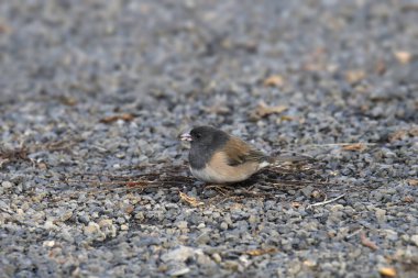 Kara gözlü Junco (Oregon grubu) (junco hyemalis) bazı çakıl taşlarında arama yapıyor.