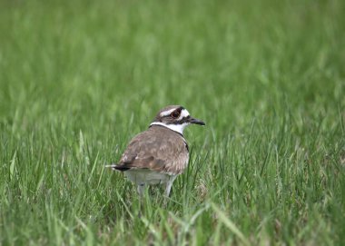 Killdeer (şaradrius vociferus) uzun otların arasında tünediği yerden geriye bakıyor